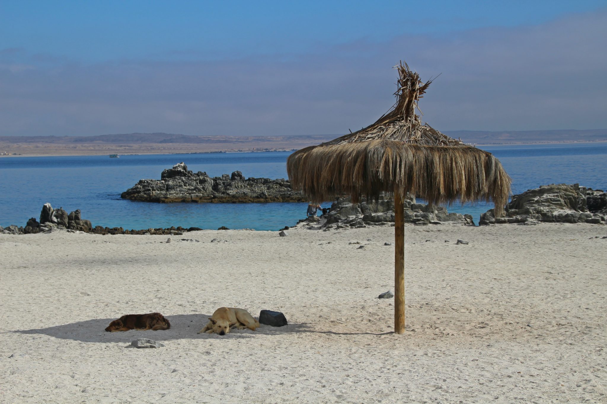 Bahia Inglesa Pan de Azucar Chili plage sable blanc mer turquoise chien