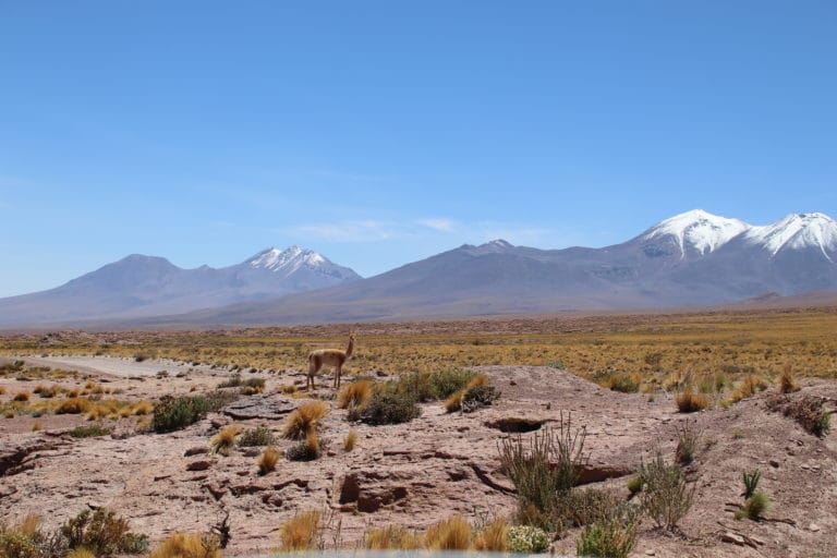 guanaco chili lagunes altiplaniques