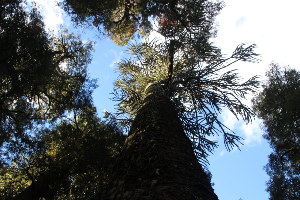 araucaria chile conguillio