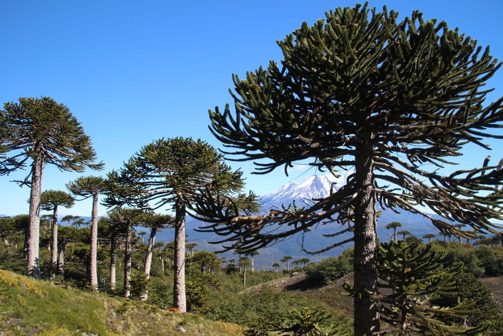 forest araucania chile volcano snow