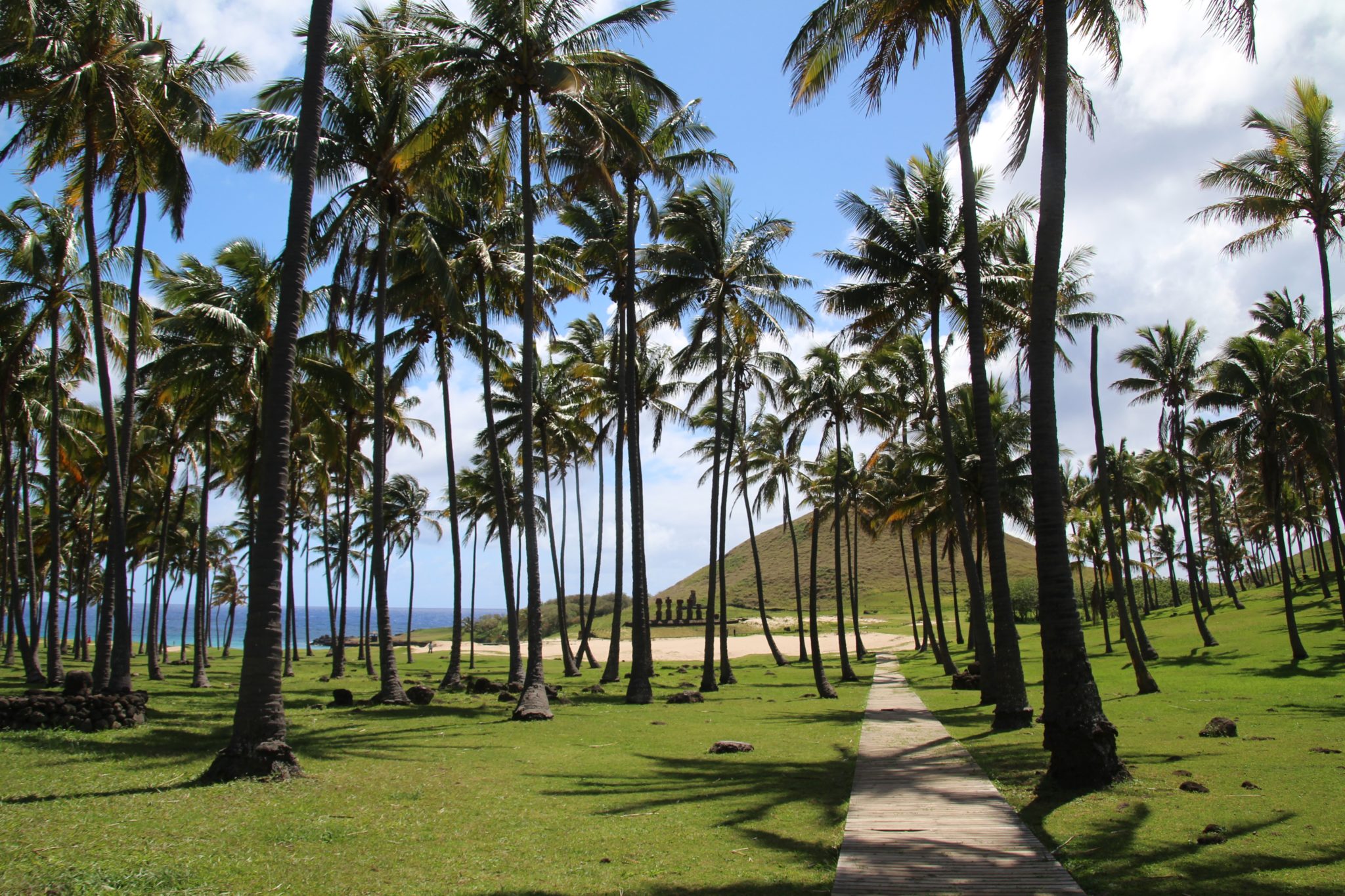 paradise beach Easter island palm trees