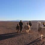 balade avec des lamas chili caravane ancestrale desert atacama