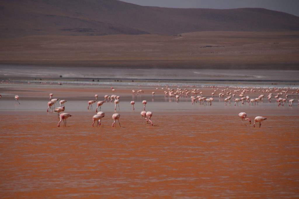 Laguna Colorada flamands roses