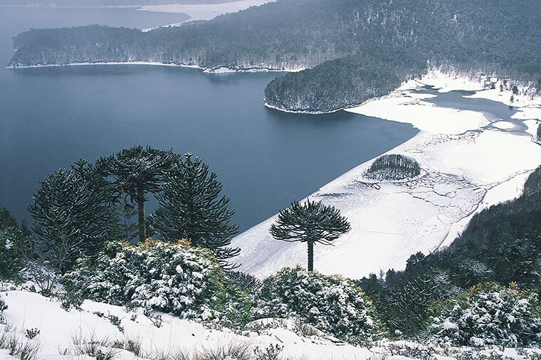 conguillio park winter snow araucania chile