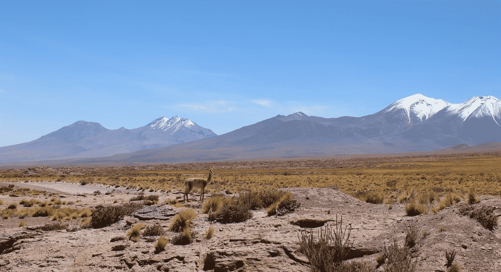 guanaco sur fond de volcan lagune altiplaniques chili atacama désert