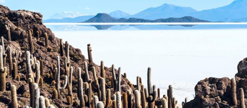 Salar de Uyuni cactus bolivia