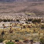 vicuña dans l altiplano région de arica au chili