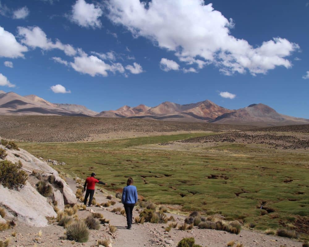randonnee pedestre dans l'altiplano dans un bofedal à l'extrême nord au chili