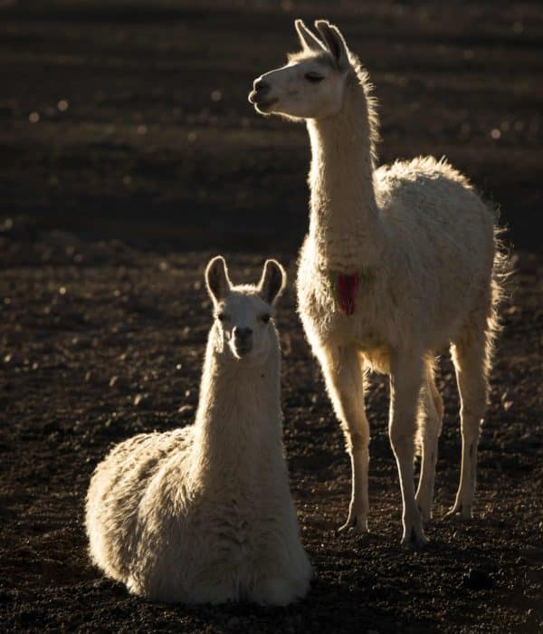 2 lamas blancs chili extreme nord putre chullucane