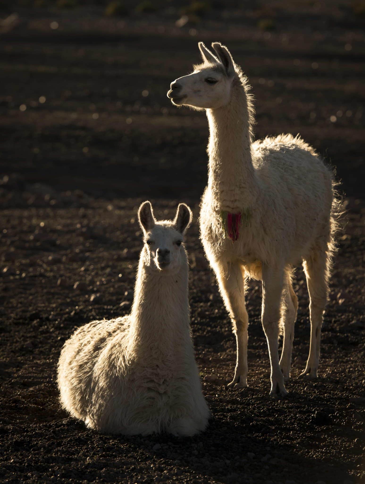 2 lamas blancs chili extreme nord putre chullucane