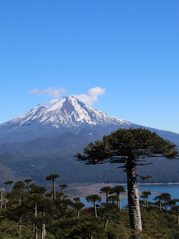 araucania chili parc national conguillio volcan llaima