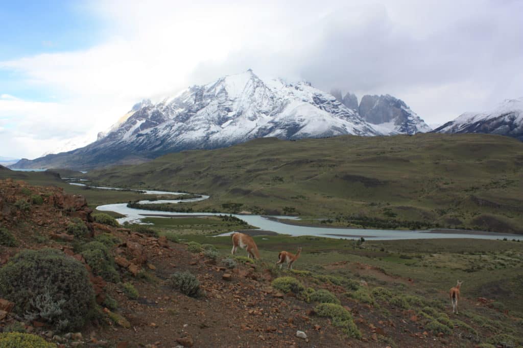 guanacos torres del paine