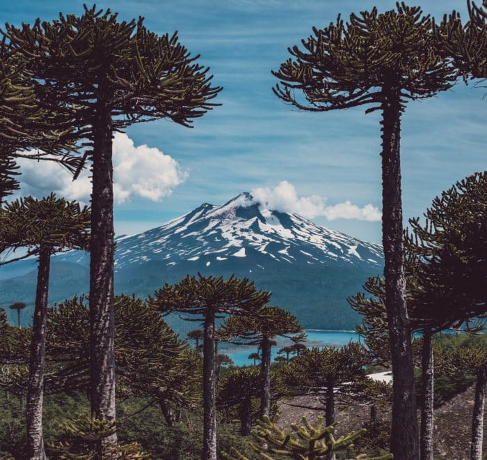 in the heart of Conguillio Park in Chile in Araucania, view of millennia-old araucarias