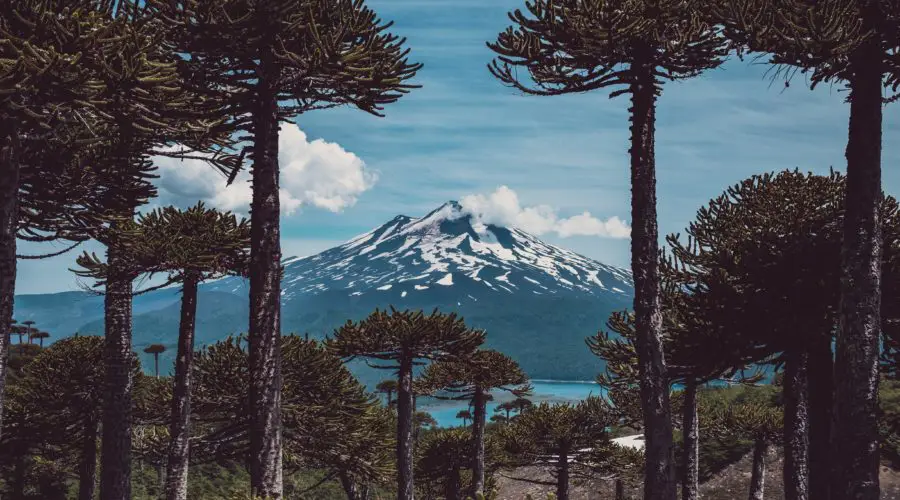 LouisPTravelCoachConguillio-min parc conguillo chili foret d araucaria sur fond de lac et volcan enneigé