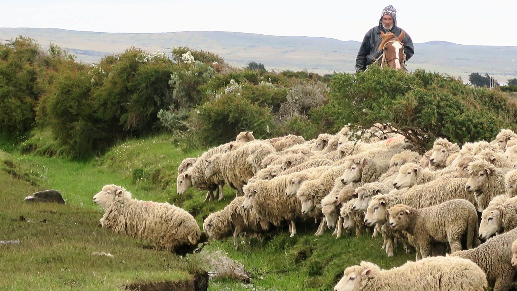 Experience in an estancia (ranch)