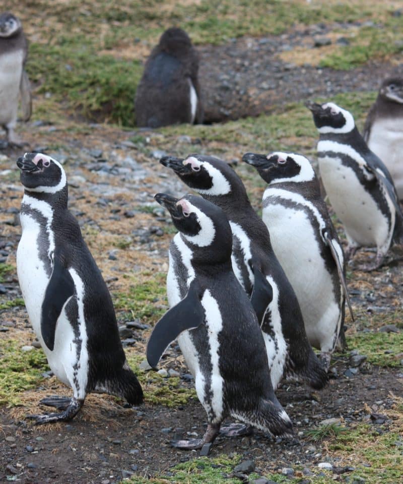 pingouins manchot magellan isla magdalena