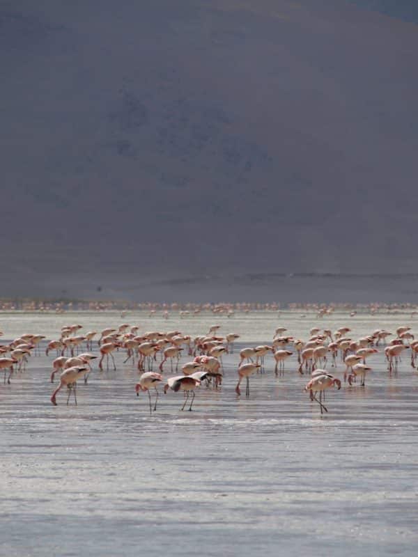 laguna colorada flamants roses réserve eduardo avaroa
