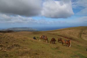 Easter island equestrian hike