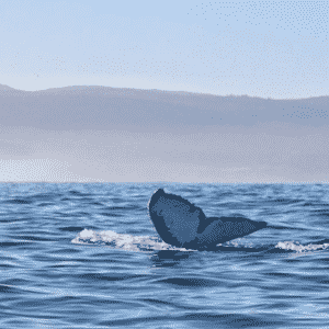 La queue d'une baleine a Chepu, Chiloe