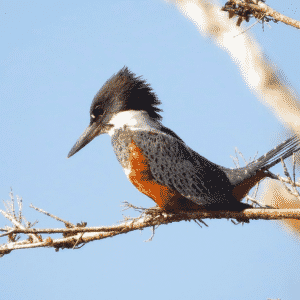 Typical Chiloe Chepu Island Bird