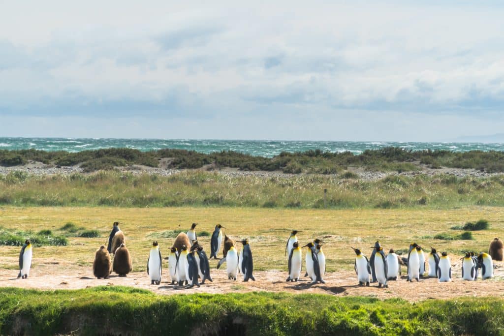 penguins-penguins-chili-argentina-animals