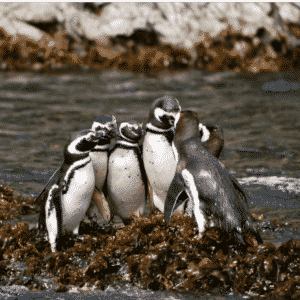 A colony of penguins in Ancud on Chiloe Chile