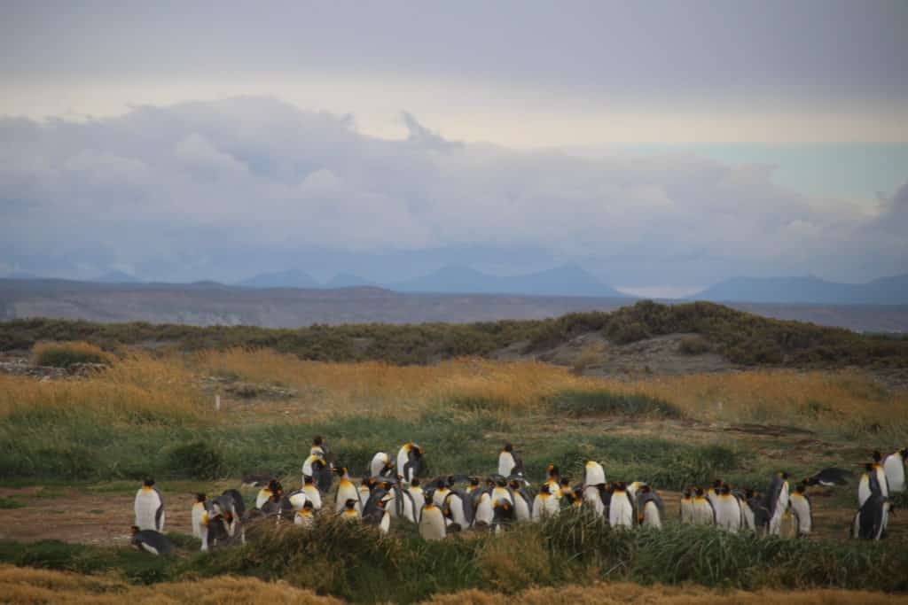 royal penguins on Tierra del Fuego 