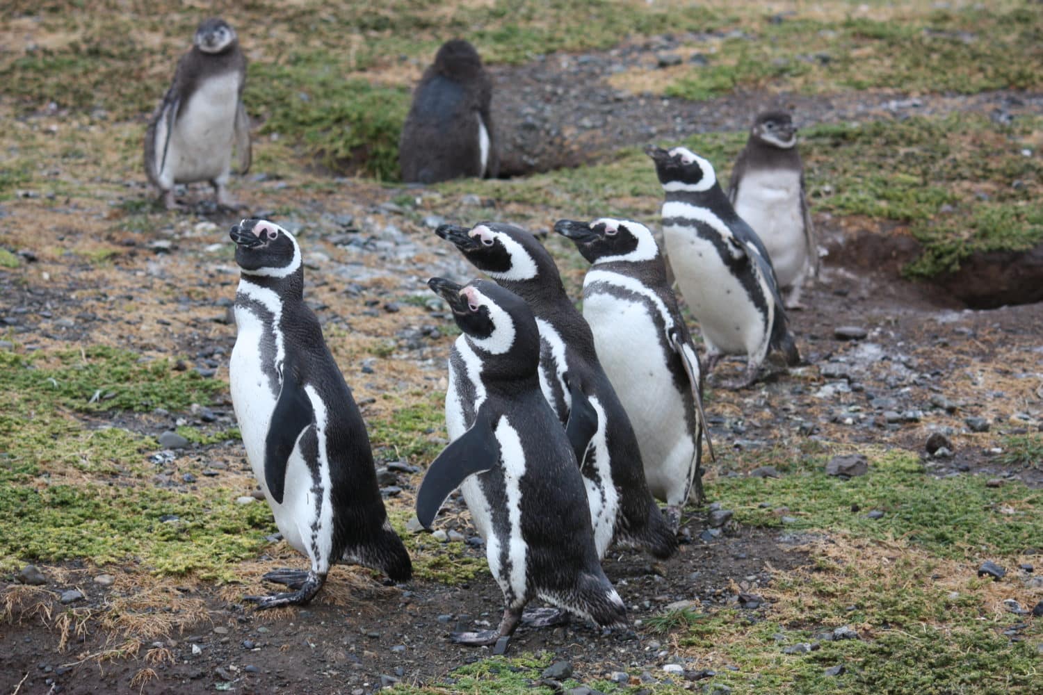 penguins isla magdalena punta arenas patagonia chile