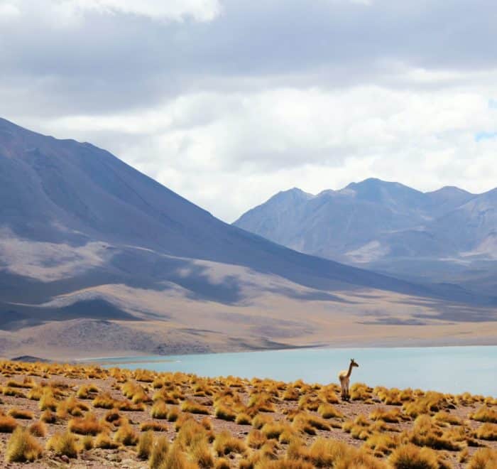 Desert atacama lagune guanaco