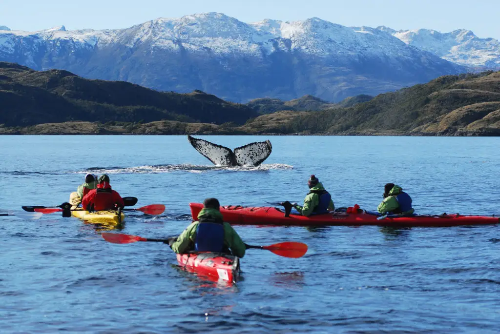 patagonia whale kayak