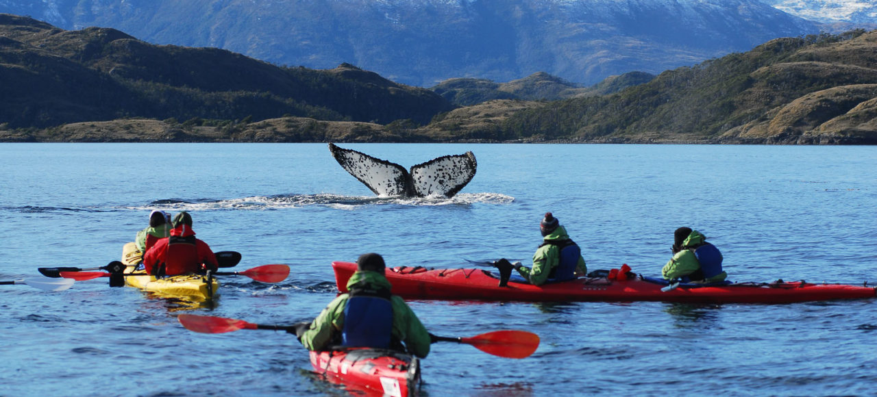 patagonia whale kayak