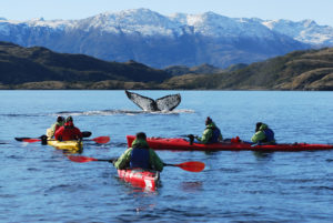 kayak baleine patagonie