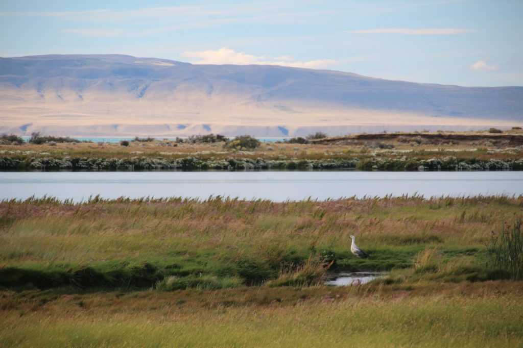 laguna de nimez el calafate patagonia Argentinian