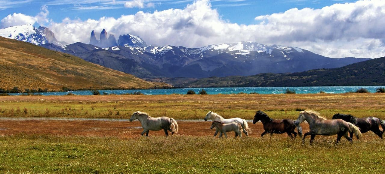 chevaux patagonie chili