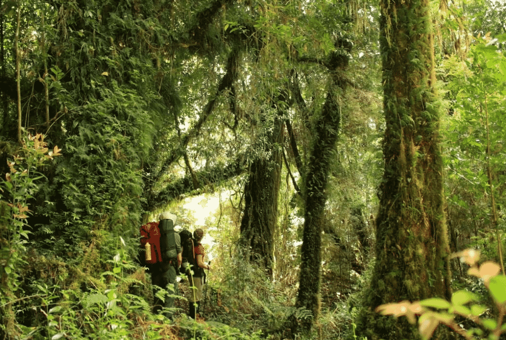 piñera tantauco National Park