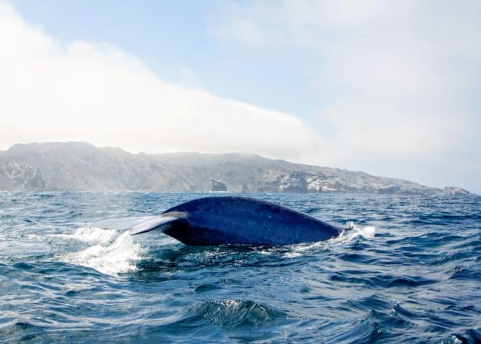 baleine nord chili pas cher