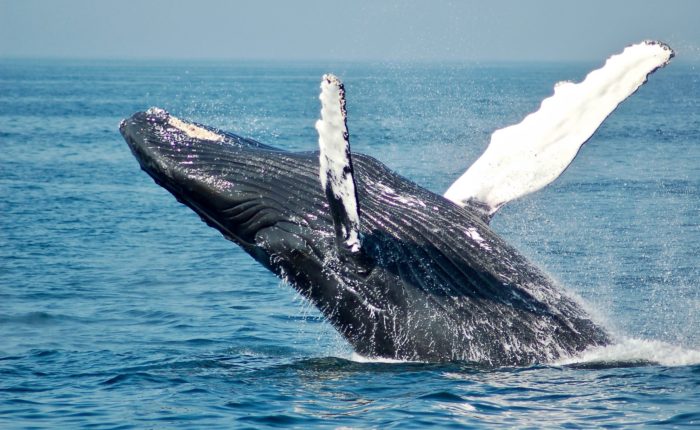 Whale watching in Patagonia Chile