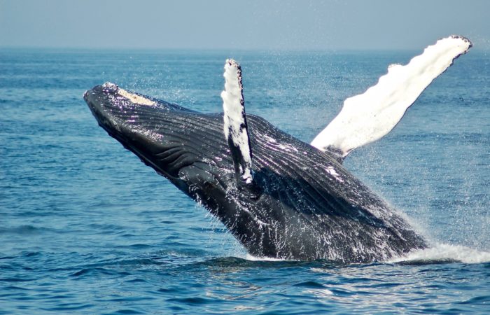 Whale watching in Patagonia Chile