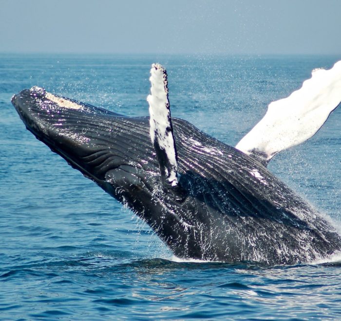 Whale watching in Patagonia Chile