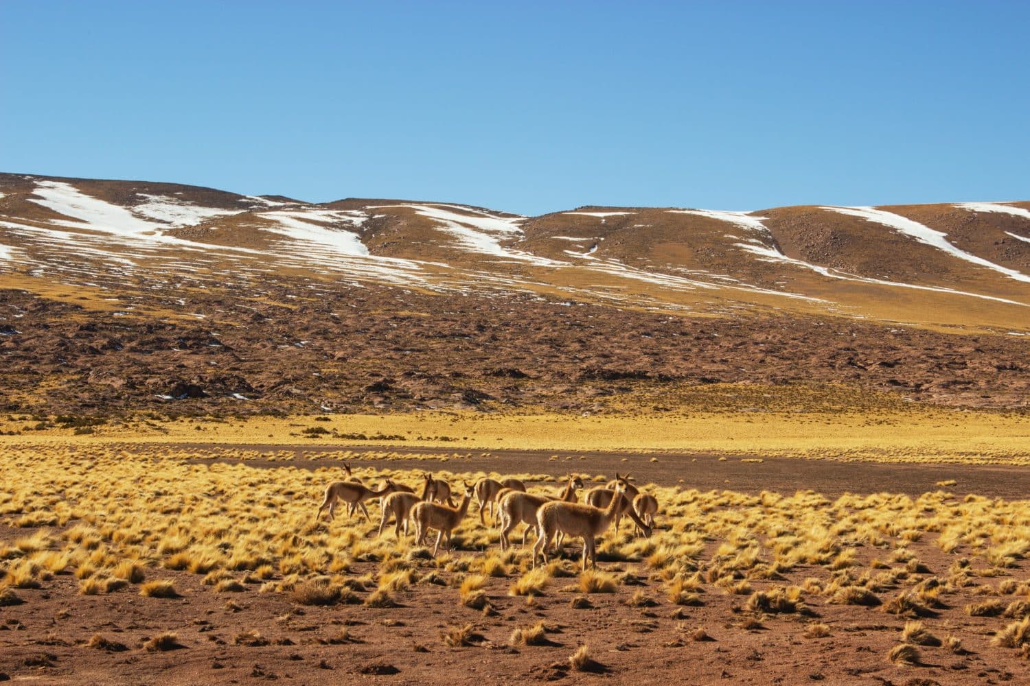 vicuña chili atacama desert