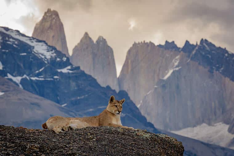 Puma in Torres del Paine Patagonia