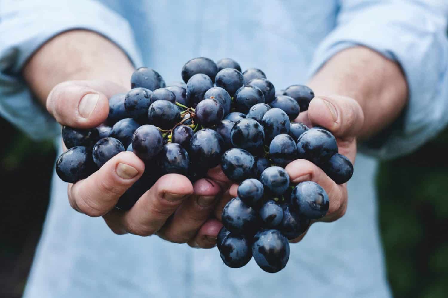 raisin main vignes vin chili argentine
