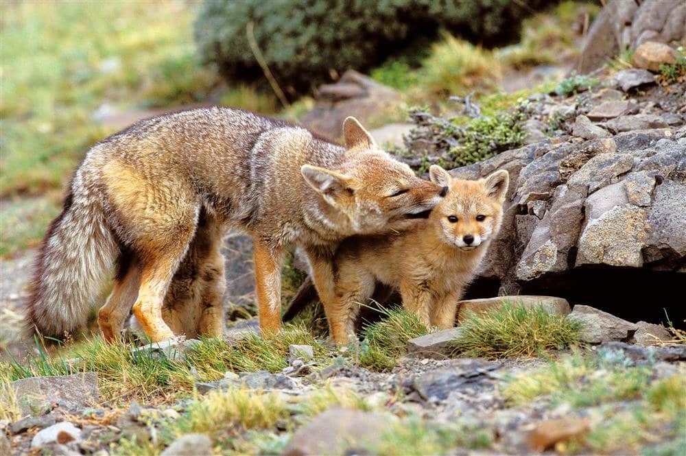 Patagonia wildlife, foxes