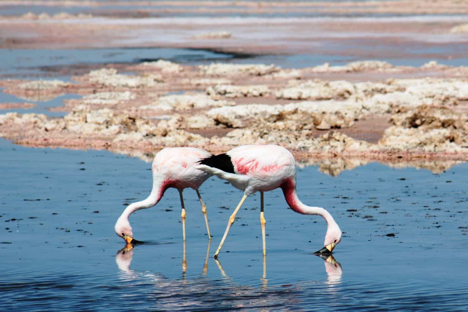flamants roses desert atacama laguna chaxa