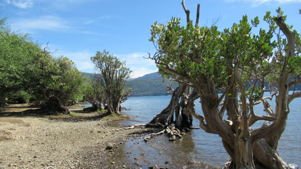 Sur les rive du lac Lacar et faire du Bateau à Bariloche et la rotue des 7 lacs