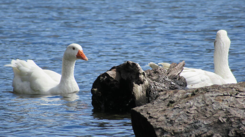 Canards sur la Lacar