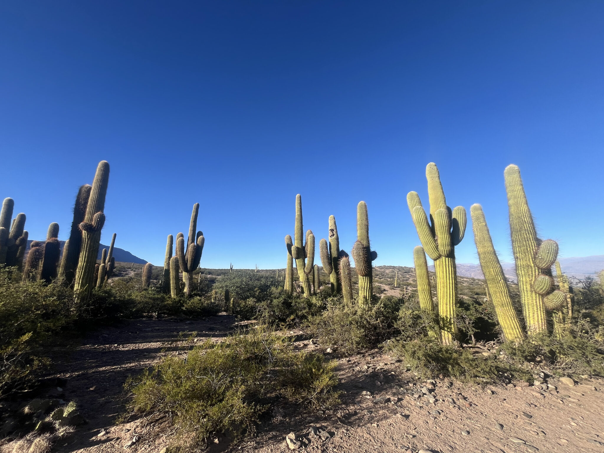 vue sur les Cardones dans le nord ouest argentin