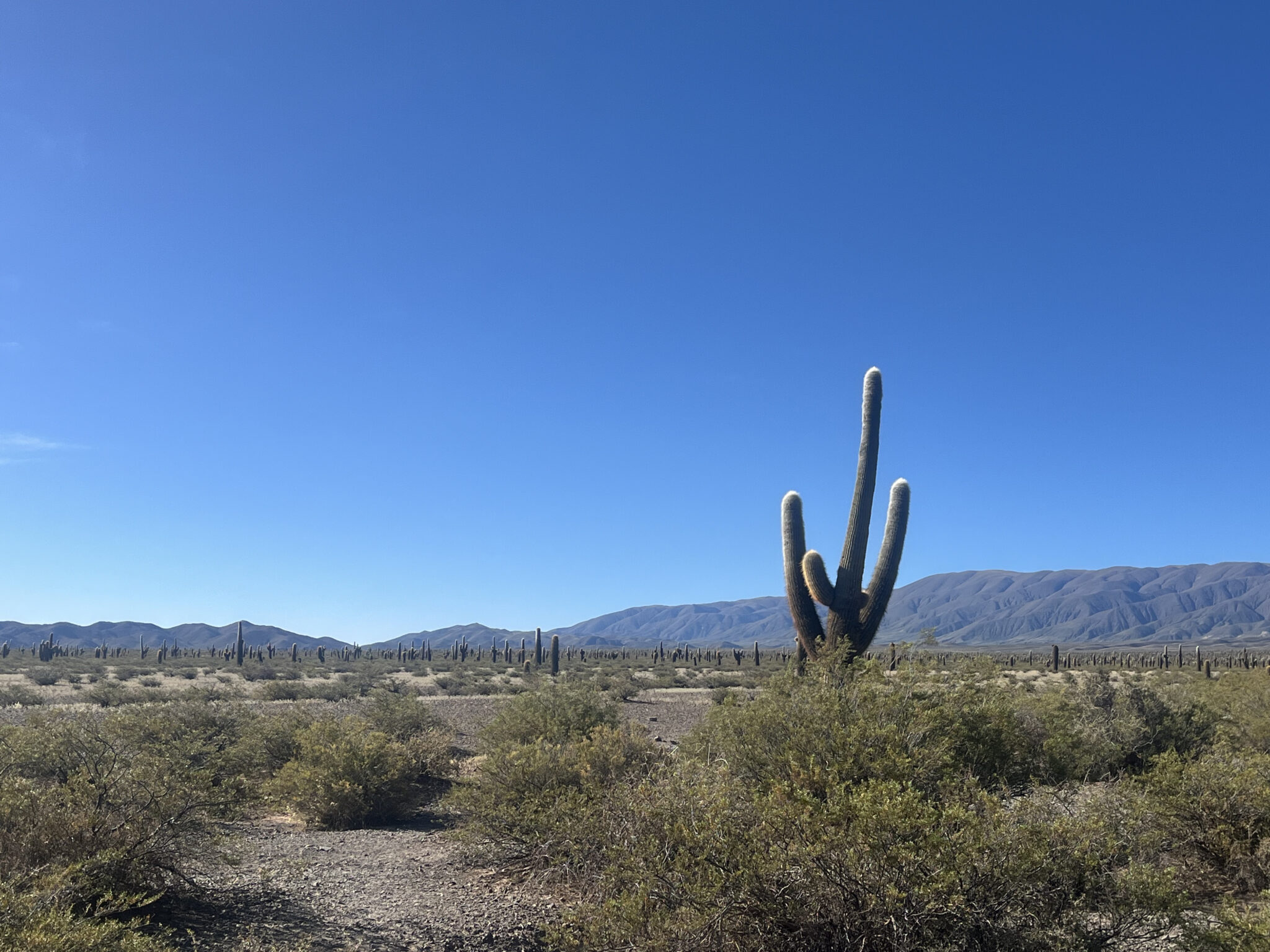 Parc national los cardones sur la route entre Salta et Cachi dans le nord ouest argentin