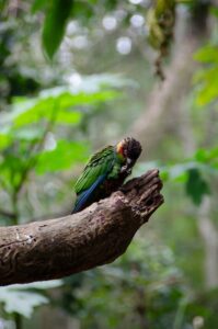 nadine-marfurt-parque de las aves iguazu