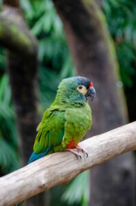 nadine-marfurt-parque de las aves iguazu